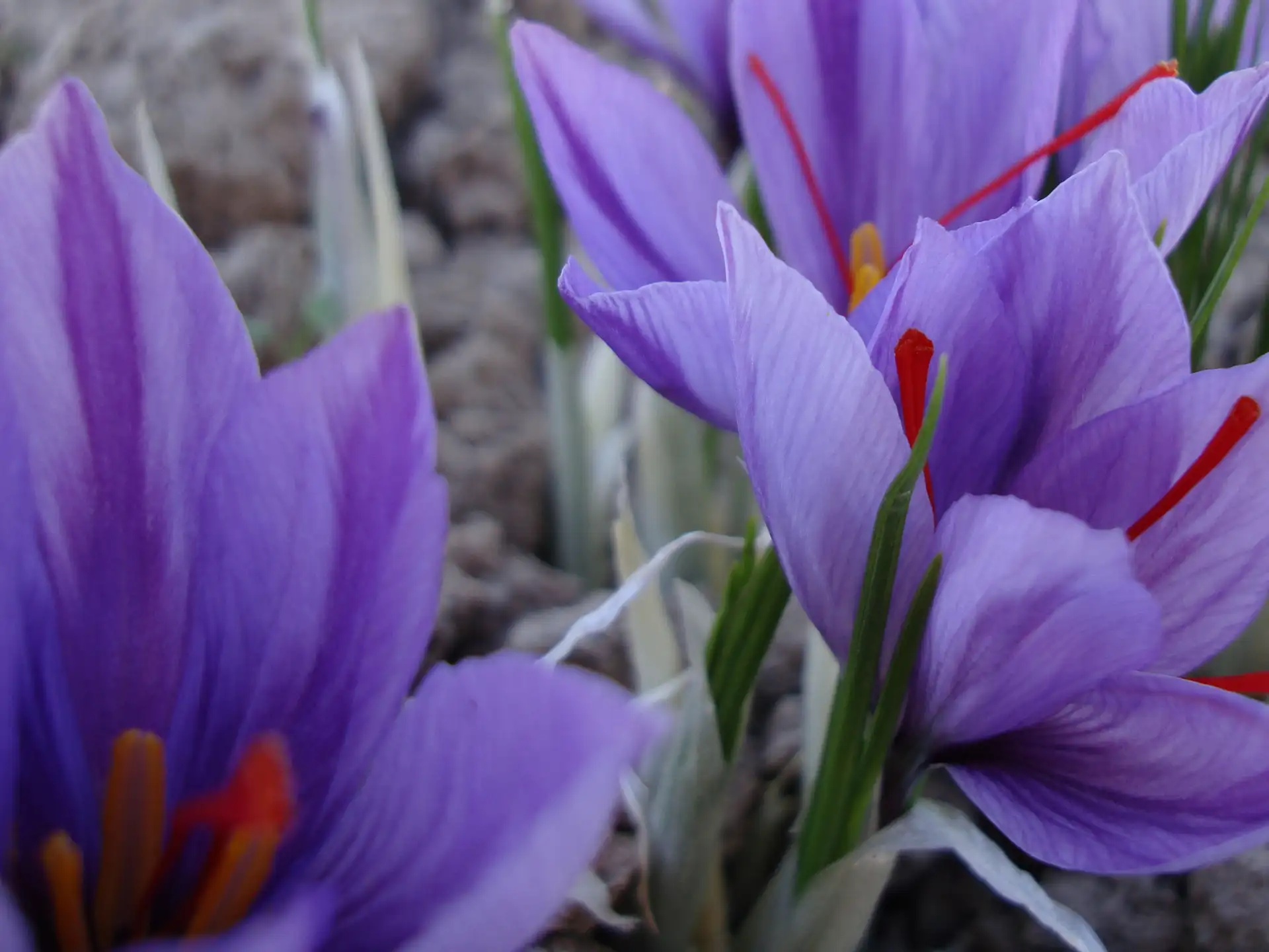 Pray for Afghanistan