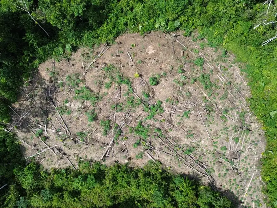 Deforestation in the Amazon rainforest, Brazil