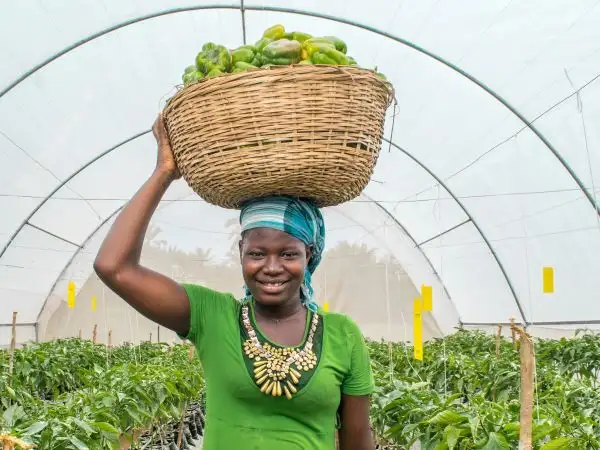 Sowing the seeds of poverty: How the World Bank harms poor farmers