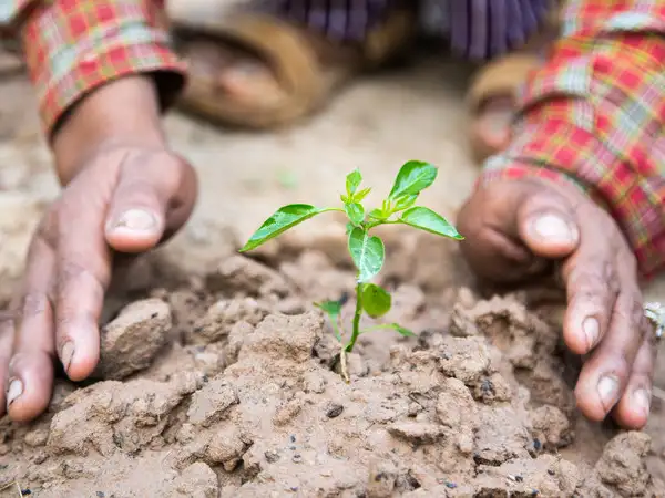 Food systems and agriculture