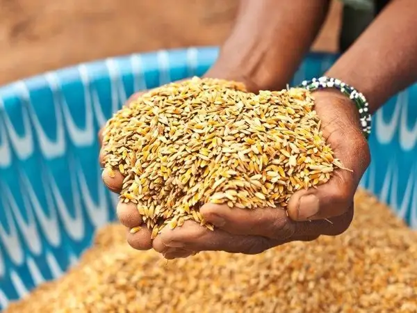 The global food system is broken. It needs to be reformed to tackle hunger, build resilience and protect our common home