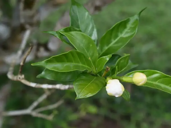 Afro-Colombian and Indigenous Leadership in Loss and Damage Solutions