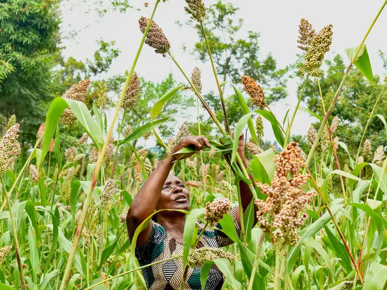 Farmers growing, saving, storing and preservation training on indigenous seeds in Kenya