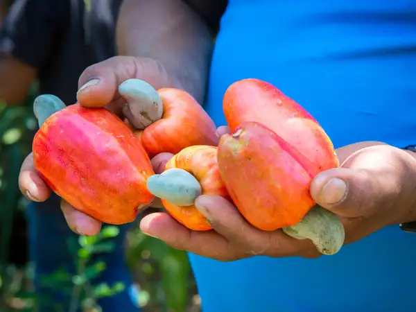FAQs for CAFOD Jobs
