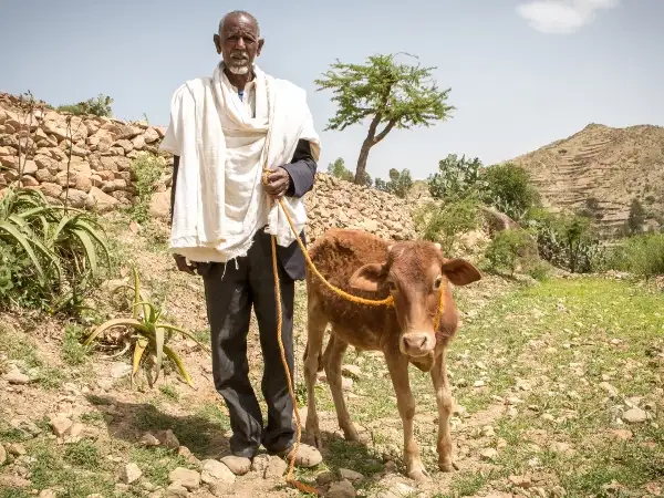Africa - Ethiopia - drought - food crisis - Elder Baraki with cow